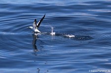 Maskentölpel (Sula dactylatra dactylatra) in den Gewässern der Kleinen Antillen, östliche Karibik