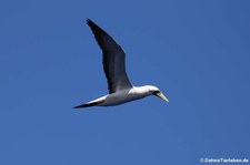 Maskentölpel (Sula dactylatra dactylatra) in den Gewässern der Kleinen Antillen, östliche Karibik