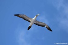 Maskentölpel (Sula dactylatra dactylatra) in den Gewässern der Kleinen Antillen, östliche Karibik