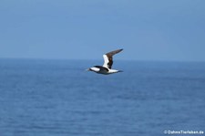 Maskentölpel (Sula dactylatra dactylatra) in den Gewässern der Kleinen Antillen, östliche Karibik