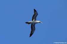 Maskentölpel (Sula dactylatra dactylatra) in den Gewässern der Kleinen Antillen, östliche Karibik