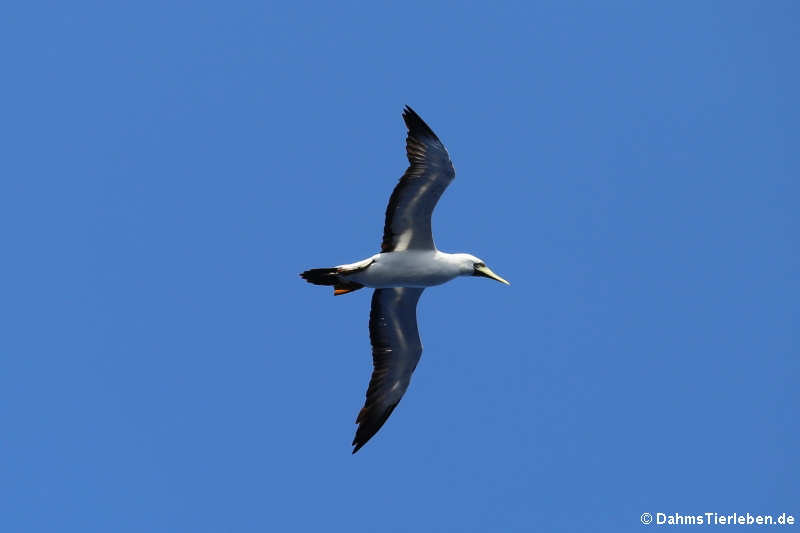 Sula dactylatra dactylatra-5