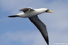 Maskentölpel (Sula dactylatra dactylatra) in den Gewässern der Kleinen Antillen, östliche Karibik