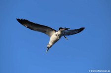 Maskentölpel (Sula dactylatra dactylatra) in den Gewässern der Kleinen Antillen, östliche Karibik