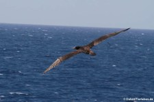 Weißbauchtölpel (Sula leucogaster leucogaster) in den Gewässern der Kleinen Antillen, östliche Karibik