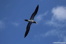 Weißbauchtölpel (Sula leucogaster leucogaster) in den Gewässern der Kleinen Antillen, östliche Karibik