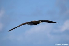 Weißbauchtölpel (Sula leucogaster leucogaster) in den Gewässern der Kleinen Antillen, östliche Karibik