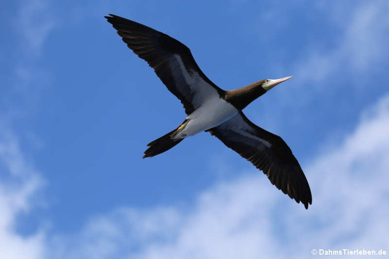 Sula leucogaster leucogaster-5