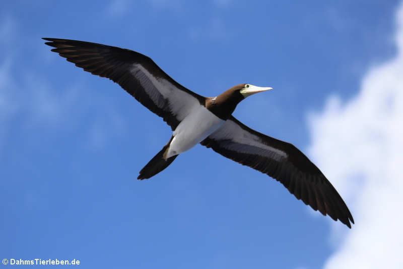 Sula leucogaster leucogaster-6