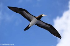 Weißbauchtölpel (Sula leucogaster leucogaster) in den Gewässern der Kleinen Antillen, östliche Karibik