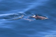 Große Tümmler (Tursiops truncatus) auf halber Strecke zwischen Grenada und Bonaire (Kleine Antillen)