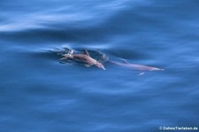 Große Tümmler (Tursiops truncatus) auf halber Strecke zwischen Grenada und Bonaire (Kleine Antillen)