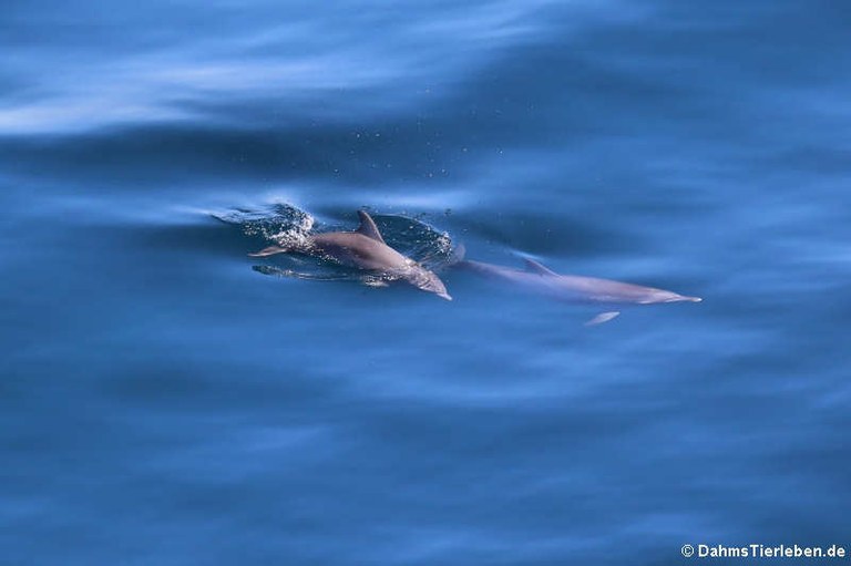 Tursiops truncatus