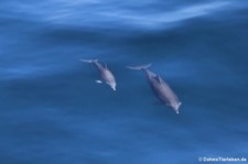 Große Tümmler (Tursiops truncatus) auf halber Strecke zwischen Grenada und Bonaire (Kleine Antillen)