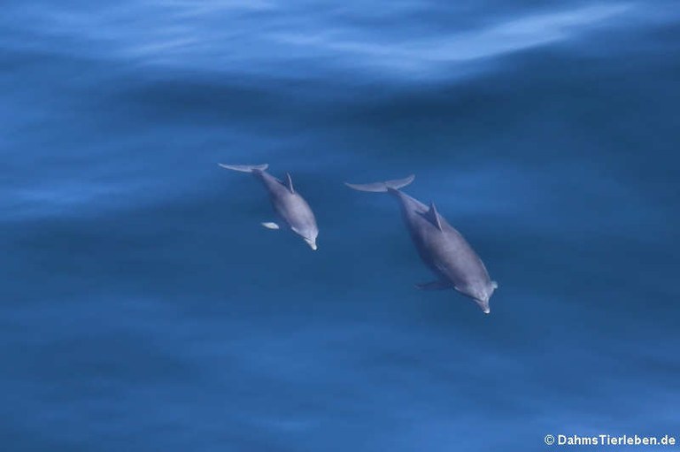 Tursiops truncatus