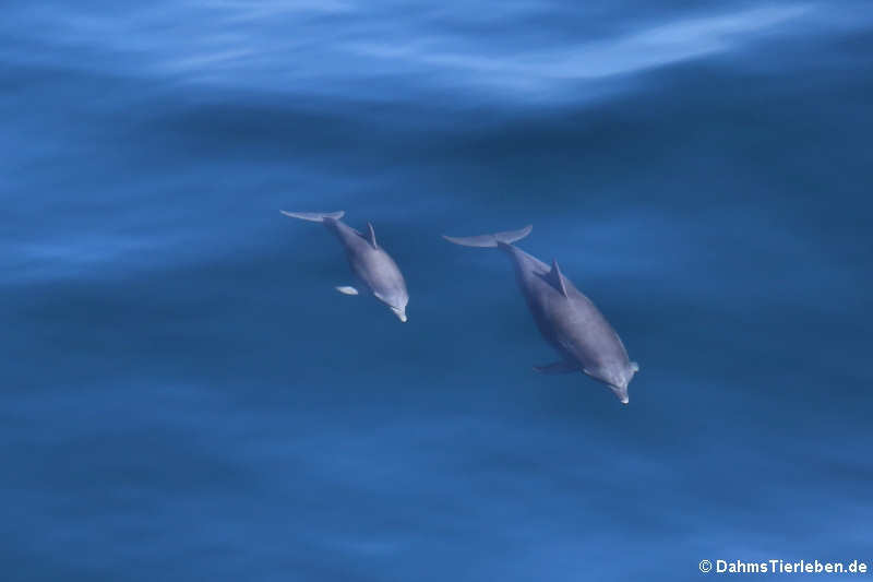 Tursiops truncatus