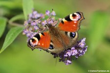 Tagpfauenauge (Aglais io) im Naturschutzgebiet Kiesgrube Meschenich