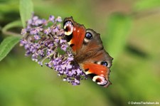 Tagpfauenauge (Aglais io) im Naturschutzgebiet Kiesgrube Meschenich