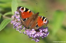 Tagpfauenauge (Aglais io) im Naturschutzgebiet Kiesgrube Meschenich