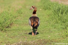 Nilgans (Alopochen aegyptiaca) im Naturschutzgebiet Meschenich, Köln