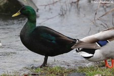 Stockente (Anas platyrhynchos platyrhynchos) mit einer ungewöhnlichen Färbung in Köln-Sürth