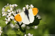 Aurorafalter (Anthocharis cardamines) im Naturschutzgebiet Kiesgrube Meschenich