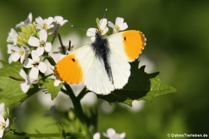 Anthocharis cardamines