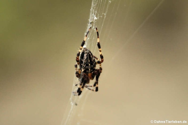 Araneus diadematus