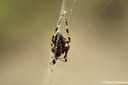 Araneus diadematus