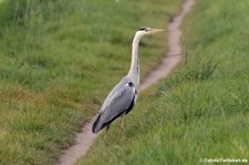 Graureiher (Ardea cinerea cinerea) im Kölner Süden