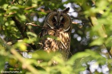 Waldohreule (Asio otus otus) im Naturschutzgebiet Kiesgrube Meschenich