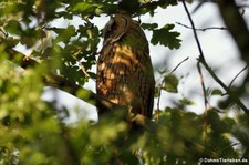 Waldohreule (Asio otus otus) im Naturschutzgebiet Kiesgrube Meschenich