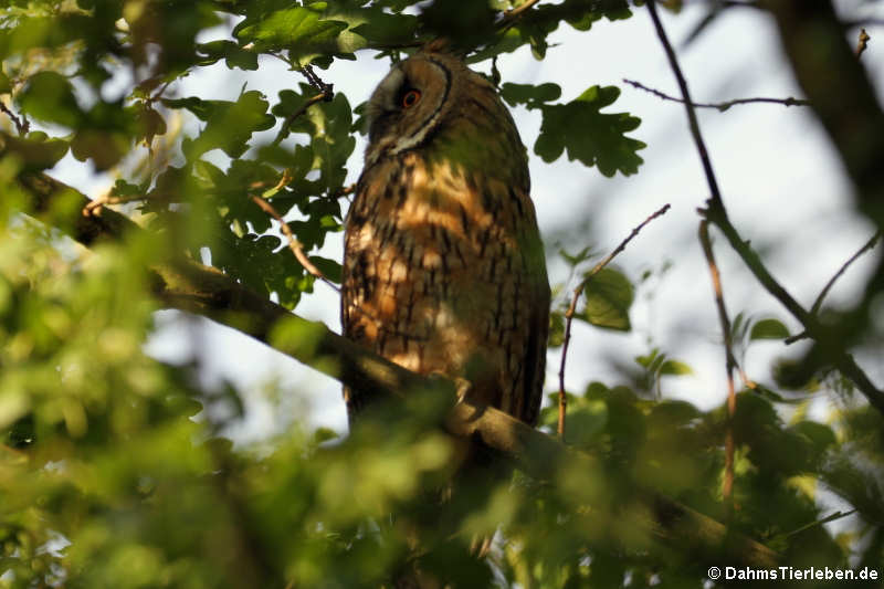Asio otus otus-3