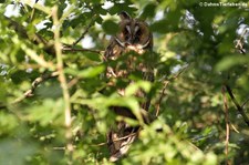 Waldohreule (Asio otus otus) im Naturschutzgebiet Kiesgrube Meschenich