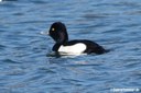 Aythya fuligula