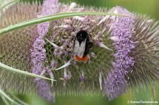 Steinhummel (Bombus lapidarius) im Kölner Süden