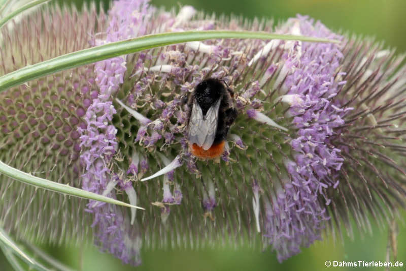 Bombus lapidarius