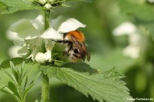 Ackerhummel (Bombus pascuorum) im Kölner Süden