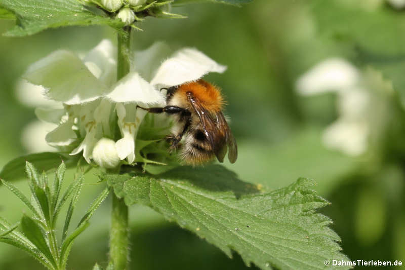 Bombus pascuorum-1