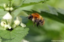 Ackerhummel (Bombus pascuorum) im Kölner Süden