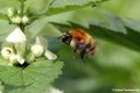 Bombus pascuorum