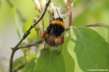 Dunkle Erdhummel (Bombus terrestris) im Naturschutzgebiet Kiesgrube Meschenich