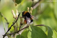 Dunkle Erdhummel (Bombus terrestris) im Naturschutzgebiet Kiesgrube Meschenich