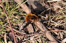 Großer Wollschweber (Bombylius major) im Naturschutzgebiet Kiesgrube Meschenich