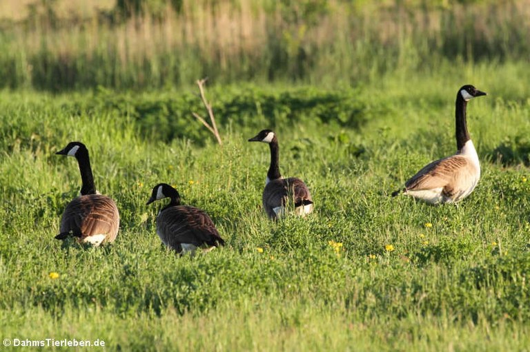 Branta canadensis