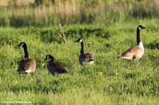 Kanadagans (Branta canadensis) im Kölner Süden