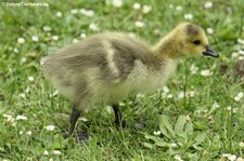 Junge Kanadagans (Branta canadensis) im Kölner Süden