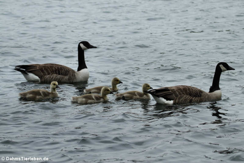 Branta canadensis-9