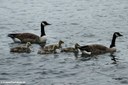 Branta canadensis