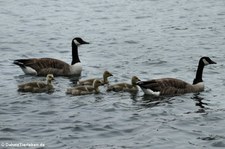 Kanadagans (Branta canadensis) im Kölner Süden